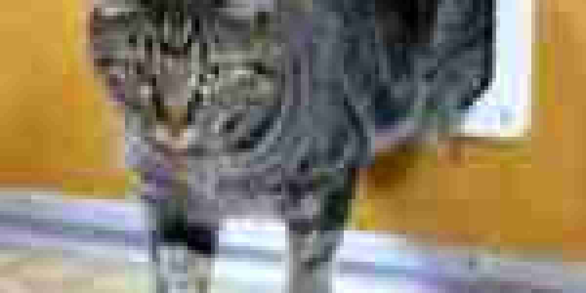 9 Things Your Parents Teach You About Quick Cat Flap Installation