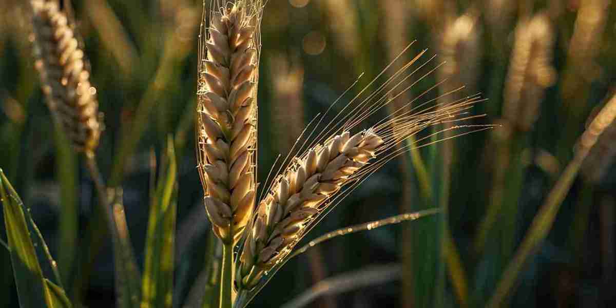 Barley Prices, Latest Trend, Demand, Index & Uses Oct 2025