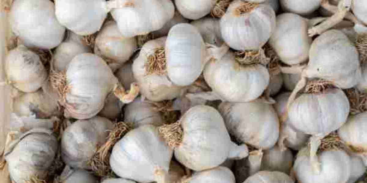 Dehydrated Garlic Market Advances Through Processing Innovation